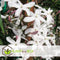 Plant in a Box - Jasminum polyanthum - Jasmijn tuinplant Piramide - Groenblijvende klimplant - Pot 17cm - Hoogte 60-70cm