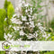 Plant in a Box - Jasminum polyanthum - Jasmijn tuinplant Piramide - Groenblijvende klimplant - Pot 17cm - Hoogte 60-70cm