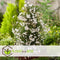 Plant in a Box - Jasminum polyanthum - Jasmijn tuinplant Piramide - Groenblijvende klimplant - Pot 17cm - Hoogte 60-70cm