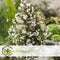 Plant in a Box - Jasminum polyanthum - Jasmijn tuinplant Piramide - Groenblijvende klimplant - Pot 17cm - Hoogte 60-70cm