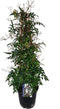 Plant in a Box - Jasminum polyanthum - Jasmijn tuinplant Piramide - Groenblijvende klimplant - Pot 17cm - Hoogte 60-70cm