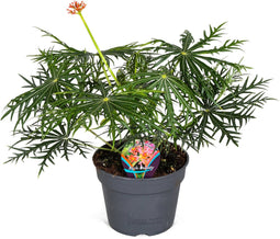 Plant in a Box - Jatropha Multifida - Exotische bloeiende kamerplant - Pot 17cm - Hoogte 40-50cm