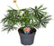 Plant in a Box - Jatropha Multifida - Exotische bloeiende kamerplant - Pot 17cm - Hoogte 40-50cm