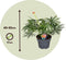 Plant in a Box - Jatropha Multifida - Exotische bloeiende kamerplant - Pot 17cm - Hoogte 40-50cm