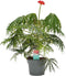 Plant in a Box - Jatropha Multifida - Exotische bloeiende kamerplant - Pot 17cm - Hoogte 40-50cm