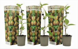 Plant in a Box - Kiwi Actinidia 'Jenny' - Set van 3 - Kiwiplanten - Pot 9cm - Hoogte 20-40cm