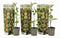 Plant in a Box - Kiwi Actinidia 'Jenny' - Set van 3 - Kiwiplanten - Pot 9cm - Hoogte 20-40cm