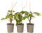 Plant in a Box - Kiwi Actinidia 'Jenny' - Set van 3 - Kiwiplanten - Pot 9cm - Hoogte 20-40cm