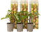 Plant in a Box - Kiwi Actinidia 'Jenny' - Set van 3 - Kiwiplanten - Pot 9cm - Hoogte 20-40cm