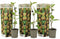 Plant in a Box - Kiwi Actinidia 'Jenny' - Set van 3 - Kiwiplanten - Pot 9cm - Hoogte 20-40cm
