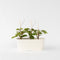 Plant in a Box - Kiwi Actinidia 'Jenny' - Set van 3 - Kiwiplanten - Pot 9cm - Hoogte 20-40cm