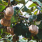 Plant in a Box - Kiwi Actinidia 'Jenny' - Set van 3 - Kiwiplanten - Pot 9cm - Hoogte 20-40cm