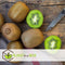 Plant in a Box - Kiwi Actinidia 'Jenny' - Set van 3 - Kiwiplanten - Pot 9cm - Hoogte 20-40cm