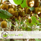 Plant in a Box - Kiwi Actinidia 'Jenny' - Set van 3 - Kiwiplanten - Pot 9cm - Hoogte 20-40cm