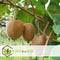 Plant in a Box - Kiwi Actinidia 'Jenny' - Set van 3 - Kiwiplanten - Pot 9cm - Hoogte 20-40cm