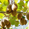 Plant in a Box - Kiwi Actinidia 'Jenny' - Set van 3 - Kiwiplanten - Pot 9cm - Hoogte 20-40cm