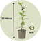 Plant in a Box - Kiwi Actinidia 'Jenny' - Set van 3 - Kiwiplanten - Pot 9cm - Hoogte 20-40cm