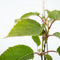 Plant in a Box - Kiwi Actinidia 'Jenny' - Set van 6 - Kiwiplanten - Pot 9cm - Hoogte 20-40cm