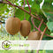 Plant in a Box - Kiwi Actinidia 'Jenny' - Set van 6 - Kiwiplanten - Pot 9cm - Hoogte 20-40cm