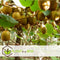 Plant in a Box - Kiwi Actinidia 'Jenny' - Set van 6 - Kiwiplanten - Pot 9cm - Hoogte 20-40cm