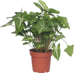 Plant in a Box - Klein Hartblad - Syngonium podophyllum 'Pixie' - Hoogte 25-40cm - Pot 12cm - Kamerplant - Groen
