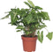 Plant in a Box - Klein Hartblad - Syngonium podophyllum 'Pixie' - Hoogte 25-40cm - Pot 12cm - Kamerplant - Groen
