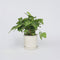 Plant in a Box - Klein Hartblad - Syngonium podophyllum 'Pixie' - Hoogte 25-40cm - Pot 12cm - Kamerplant - Groen