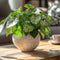 Plant in a Box - Klein Hartblad - Syngonium podophyllum 'Pixie' - Hoogte 25-40cm - Pot 12cm - Kamerplant - Groen