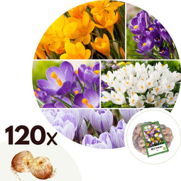 Plant in a Box - Krokus Mix - 120x krokusbollen winterhard - Krokussen vroegbloeiers voor in de tuin - Omtrek bloembollen 7cm