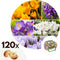Plant in a Box - Krokus Mix - 120x krokusbollen winterhard - Krokussen vroegbloeiers voor in de tuin - Omtrek bloembollen 7cm
