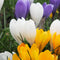Plant in a Box - Krokus Mix - 60x krokusbollen winterhard - Krokussen vroegbloeiers voor in de tuin - Omtrek bloembollen 7cm