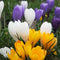 Plant in a Box - Krokus Mix - 60x krokusbollen winterhard - Krokussen vroegbloeiers voor in de tuin - Omtrek bloembollen 7cm