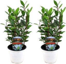 Plant in a Box - Laurier - Set van 2 - Laurus Nobilis - Hoogte 30-40cm - Pot 14cm - Struik - Groen