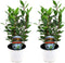 Plant in a Box - Laurier - Set van 2 - Laurus Nobilis - Hoogte 30-40cm - Pot 14cm - Struik - Groen