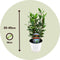 Plant in a Box - Laurier - Set van 2 - Laurus Nobilis - Hoogte 30-40cm - Pot 14cm - Struik - Groen