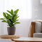 Plant in a Box - Laurier - Set van 2 - Laurus Nobilis - Hoogte 30-40cm - Pot 14cm - Struik - Groen