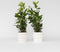 Plant in a Box - Laurier - Set van 2 - Laurus Nobilis - Hoogte 30-40cm - Pot 14cm - Struik - Groen