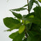 Plant in a Box - Laurier - Set van 2 - Laurus Nobilis - Hoogte 30-40cm - Pot 14cm - Struik - Groen