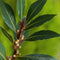 Plant in a Box - Laurier - Set van 2 - Laurus Nobilis - Hoogte 30-40cm - Pot 14cm - Struik - Groen