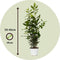 Plant in a Box - Laurier - Set van 2 - Laurus Nobilis - Hoogte 30-40cm - Pot 14cm - Struik - Groen