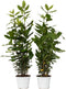 Plant in a Box - Laurier - Set van 2 - Laurus Nobilis - Hoogte 30-40cm - Pot 14cm - Struik - Groen