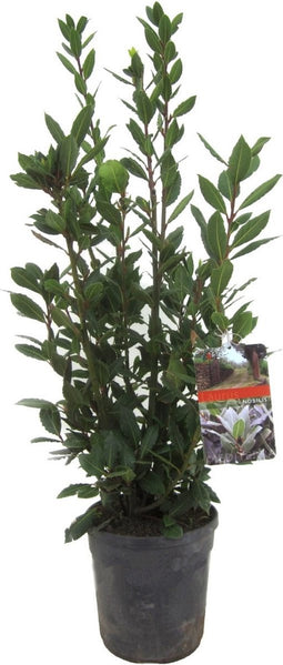 Plant in a Box - Laurus nobilis - Laurierboom - Natuurlijke luchtverfrisser - Pot 21cm - Hoogte 90-100cm
