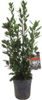 Plant in a Box - Laurus nobilis - Laurierboom - Natuurlijke luchtverfrisser - Pot 21cm - Hoogte 90-100cm