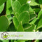 Plant in a Box - Laurus nobilis - Laurierboom - Natuurlijke luchtverfrisser - Pot 21cm - Hoogte 90-100cm