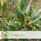 Plant in a Box - Laurus nobilis - Laurierboom - Natuurlijke luchtverfrisser - Pot 21cm - Hoogte 90-100cm