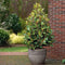 Plant in a Box - Laurus nobilis - Laurierboom - Natuurlijke luchtverfrisser - Pot 21cm - Hoogte 90-100cm