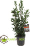 Plant in a Box - Laurus nobilis - Laurierboom - Natuurlijke luchtverfrisser - Pot 21cm - Hoogte 90-100cm