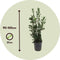 Plant in a Box - Laurus nobilis - Laurierboom - Natuurlijke luchtverfrisser - Pot 21cm - Hoogte 90-100cm