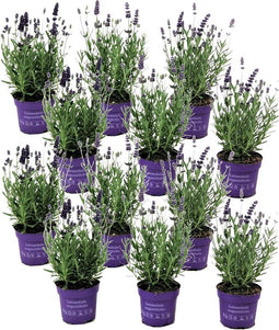 Plant in a Box - Lavandula angustifolia - Set van 12 - Winterharde Lavendel struikjes - Pot 10,5cm - Hoogte 10-15cm