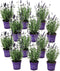 Plant in a Box - Lavandula angustifolia - Set van 12 - Winterharde Lavendel struikjes - Pot 10,5cm - Hoogte 10-15cm
